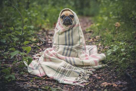 Pet Precautions for a Natural Disaster